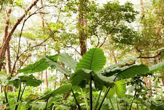 Gröna blad i en skog. (AI-genererad text)