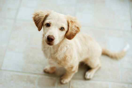 En liten ljus hund sitter på ett golv. (AI-genererad text)