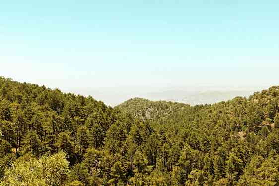 En tät skog täcker ett kuperat landskap under en klar himmel. (AI-genererad text)