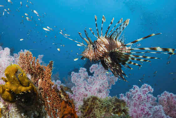 En tropisk fisk med spetsiga fenor simmar över ett färgglatt korallrev. (AI-genererad text)