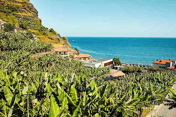 En sluttning med bananplantor vid havet. (AI-genererad text)