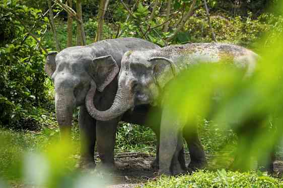 Två elefanter står nära varandra i en grönskande omgivning. (AI-genererad text)