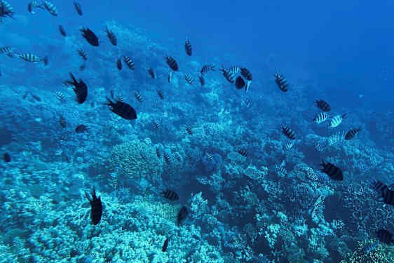 Korallrev under vatten med fiskar. (AI-genererad text)