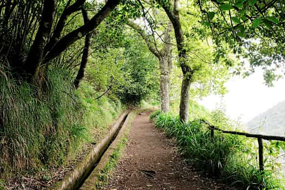 En stig omgiven av grönskande träd och vegetation, med ett smalt vattendike bredvid. (AI-genererad text)