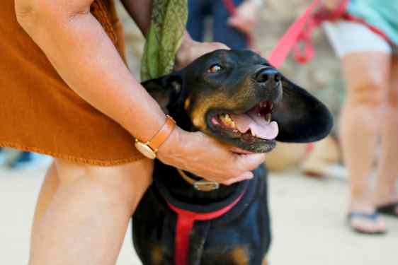 En person klappar en svart hund som har öppen mun och bär ett koppel. (AI-genererad text)