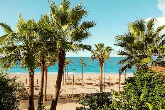 Strand med palmer i förgrunden och havet i bakgrunden. (AI-genererad text)
