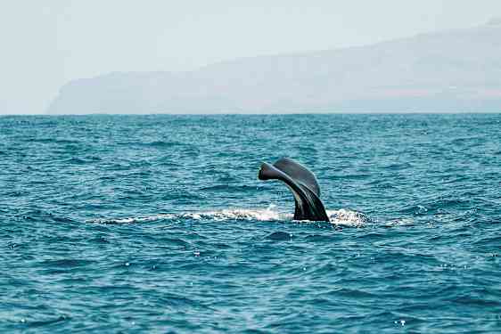 Valfena syns ovanför vattenytan i havet. (AI-genererad text)