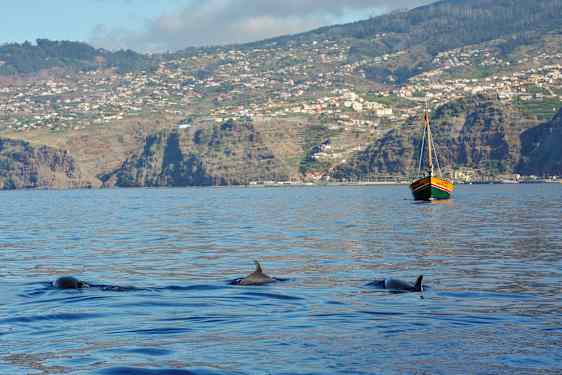 Tre delfiner simmar i havet, med en segelbåt och bergig kustlinje i bakgrunden. (AI-genererad text)