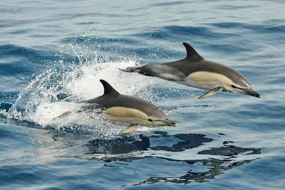 Två delfiner hoppar genom vattnet. (AI-genererad text)