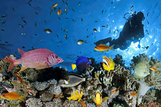 En grupp färgglada fiskar och en dykare vid ett korallrev. (AI-genererad text)