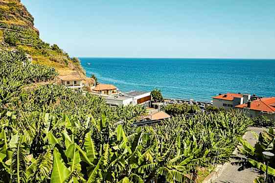 En sluttning med bananplantor vid havet. (AI-genererad text)