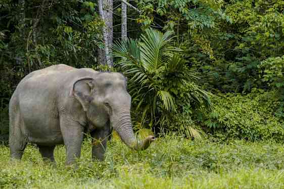 Bild på en elefant i en grönskog. (AI-genererad text)