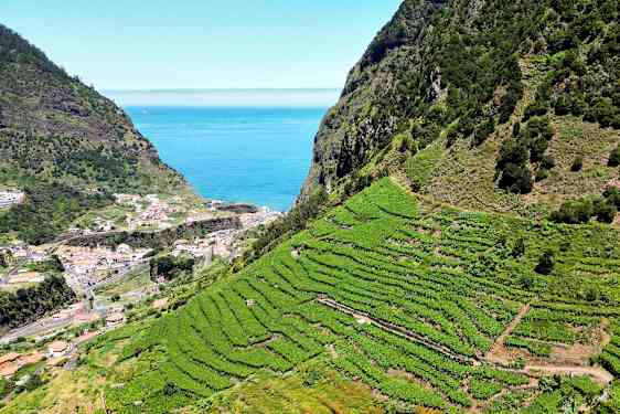 Terrasserade vinodlingar på en sluttning med en kuststad och havet i bakgrunden. (AI-genererad text)