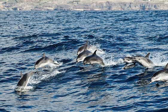En grupp delfiner hoppar och simmar i havet nära en kustlinje. (AI-genererad text)