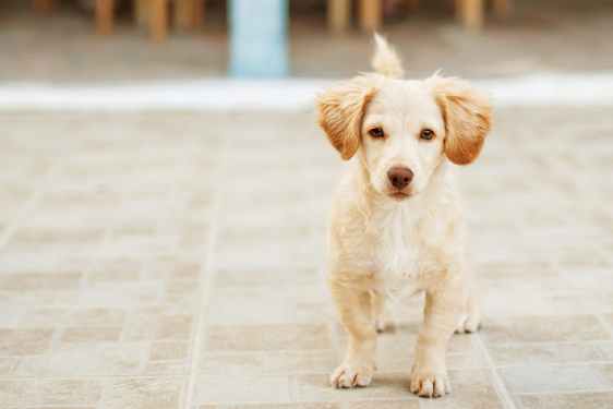 JSI Taste Greece and make a dogs day (TAGR)