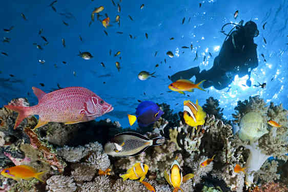HKT Diving (DIVN)