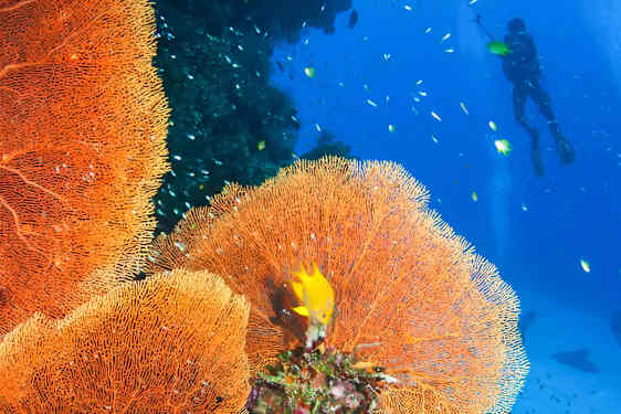 HKT Discover Scuba Diving Phuket (DISP)