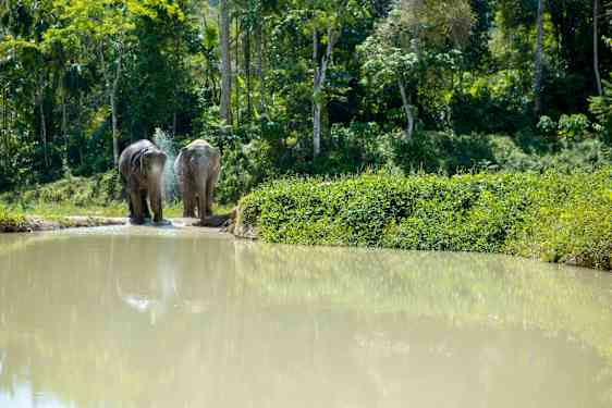 HKT Phuket Elephant Sanctuary – Hands off Experience Afternoon (ELPH)
