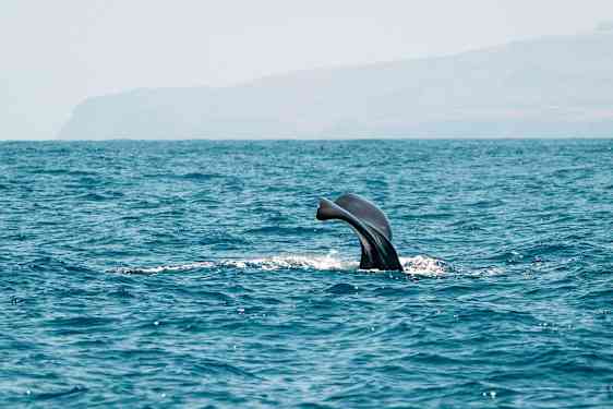 TFS Whale & Dolphin Observation (WHAD)