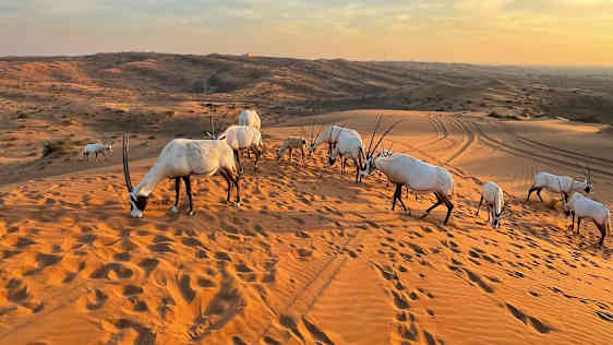 Ras Al Khaimah