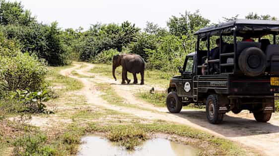 Elefant framför Safaribil