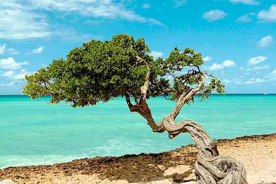 Aruba