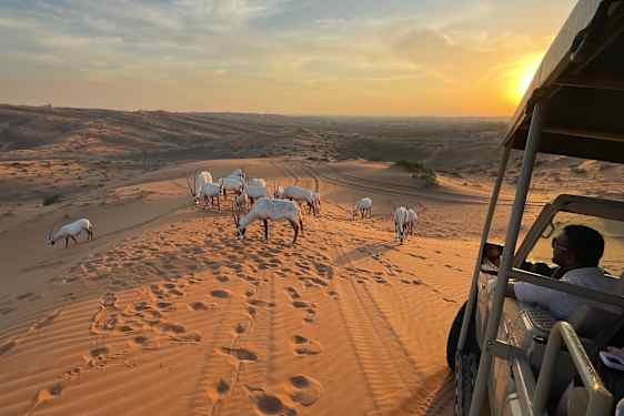På jeepsafari i Al Wadi-öknen kommer du riktigt nära den arabiska oryxantilopen