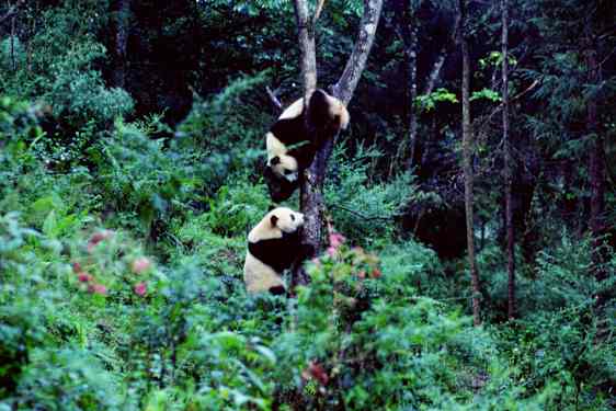 Pandor i Wolong