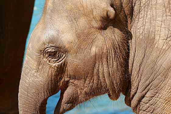 Elefant