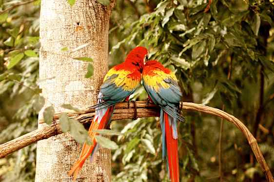 World Animal Protection