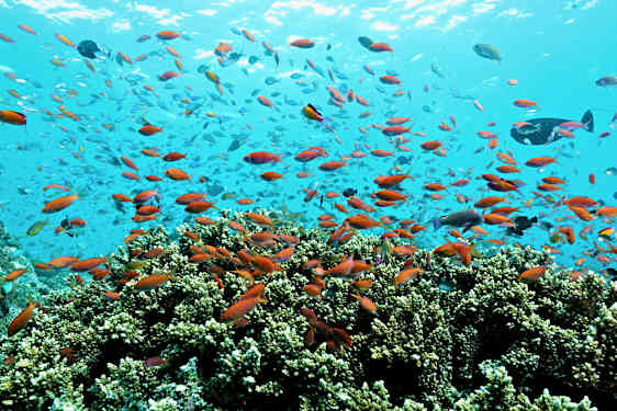 OBLU NATURE Helengeli