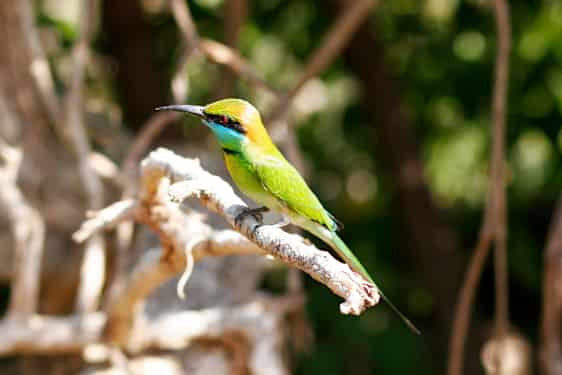 215 olika fågelarter i naturreservatet
