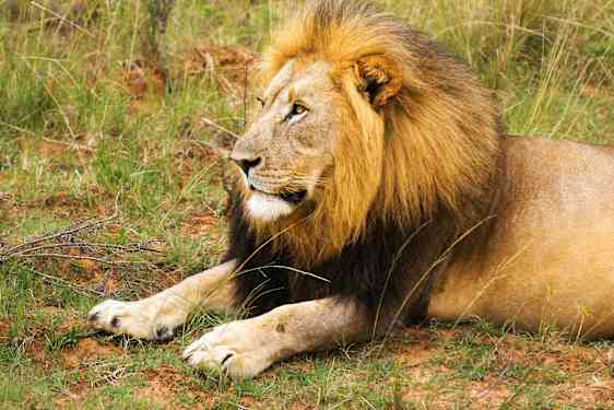 Lejon slappnar av