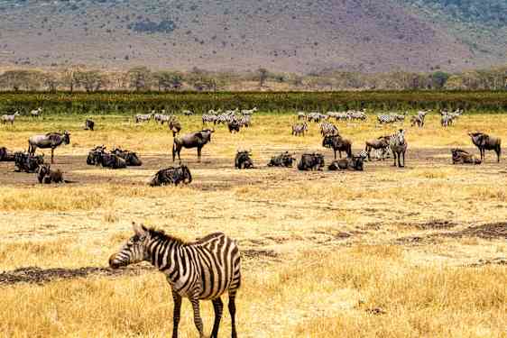 Zebra och bufflar i Tanzania