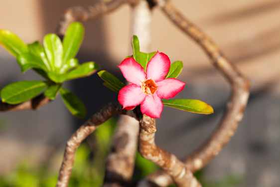 Blomma