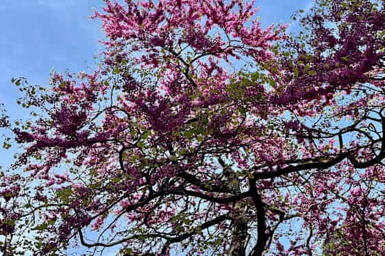 Blomstertre i Buen Retiro-parken i Madrid