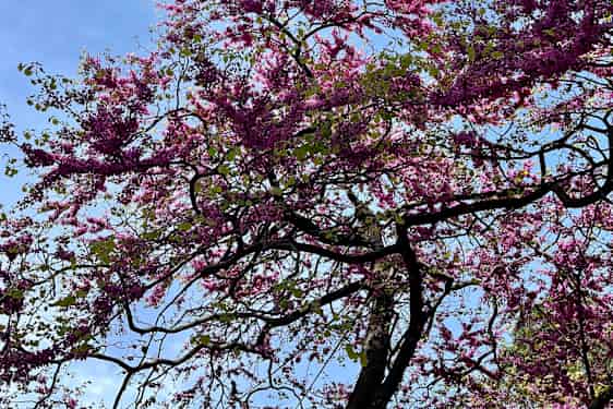 Blomstertre i Buen Retiro-parken i Madrid