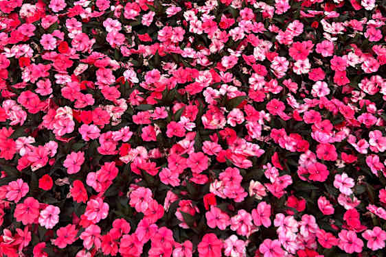 smukke blomster ved Limone