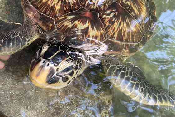 Mnarani Marine Turtles Conservation Pond