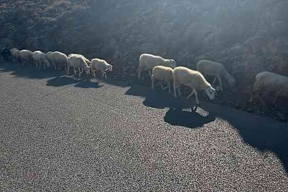 En flock får passerar