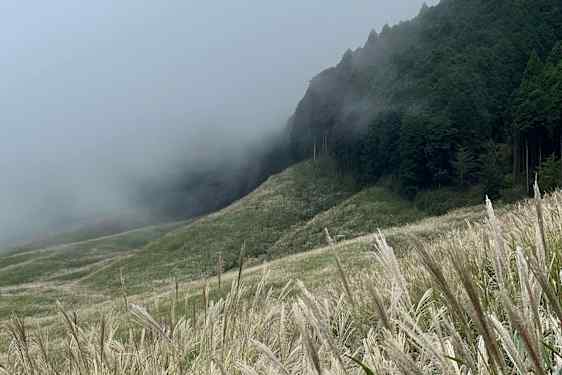 Pampas-gräs