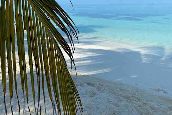 Närbild på palmblad med strand och hav i bakgrunden