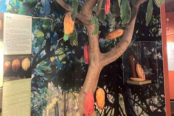 Lär dig mer om kakao i detta interaktiva museum