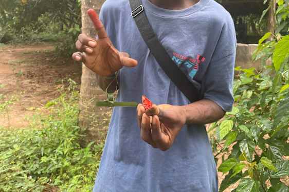 Big Body Tatata Spice Farm