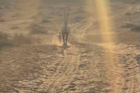 Den arabiska oryxantilopen i solnedgången