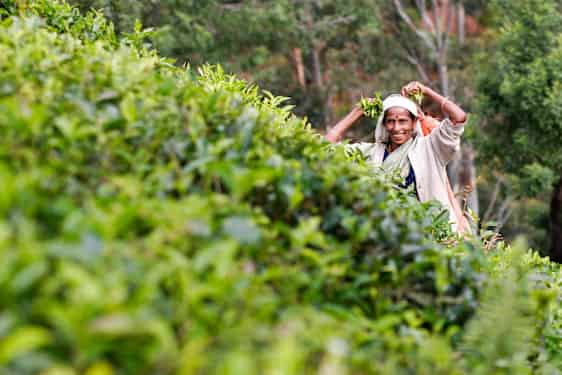 Glad kvinna på teplantage i Sri Lanka