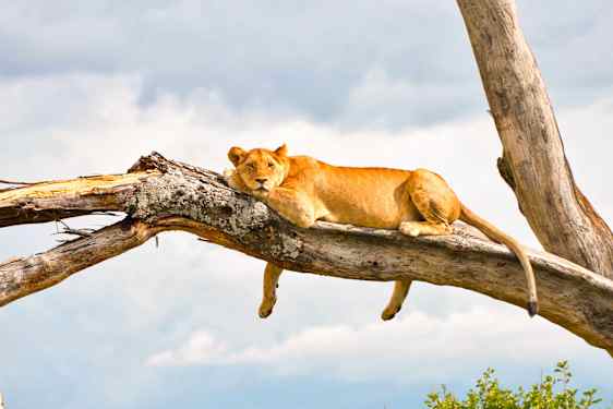 Lejon i ett träd vid Lake Manyara