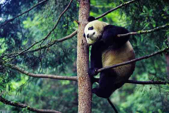 Panda i Wolong