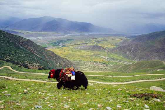 Jakar ser man ofta på den tibetanska landsbygden