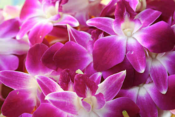 Hawaii